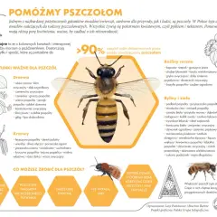 W Polsce żyje 470 gatunków pszczół. Dowiedz się, jak pomóc tym pożytecznym owadom, sadząc rośliny miododajne. 365 faktów o pszczołach czeka!