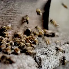 Rój pszczół przy ulu. Ich praca to cenny propolis na grzybicę, naturalny lek.