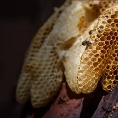 Plaster pszczeli na plastrach miodu. Dowiedz się, jak stosować propolis na zatoki, czerpiąc z natury.
