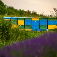 Kolorowe ule tworzą lawendową pasiekę. Pszczoły pracują wśród zieleni i fioletowych kwiatów.