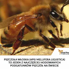 Pszczoła włoska, czyli Apis mellifera ligustica, to jeden z najpopularniejszych podgatunków pszczół na świecie.