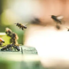Pszczoły pracowicie zbierają nektar, pokazując, jak pszczoły robią miód. Wiele pszczół krąży wokół ula, niektóre lądują, inne wylatują.