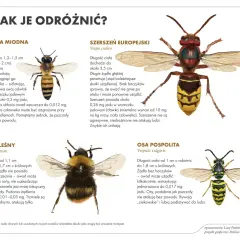 Trzmiel leśny, pszczoła miodna, szerszeń europejski i osa pospolita – porównanie owadów.