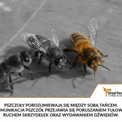 Trzy pszczoły na drewnianej powierzchni. Jedna, kolorowa, wykonuje taniec, pokazując, jak porozumiewają się pszczoły.