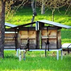 Drewniane ule na trawiastym polu, gotowe do założenia pasieki. Słońce oświetla pszczele domki, zapowiadając początek pracy.