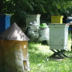 Pasieka z ulami i pszczelarzami w strojach ochronnych. Rozważasz sprzedaż miodu z własnej pasieki a podatek?