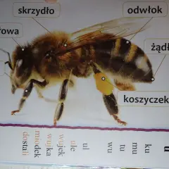 Szczegółowy rysunek pokazuje, jak wygląda pszczoła: jej głowa, skrzydła, nogi, odwłok i żądło. Na nodze widać koszyczek z pyłkiem.
