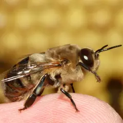 Apis mellifera, pszczoła miodna, siedzi na ludzkim palcu, jej czułki wyciągnięte w kierunku obiektywu.
