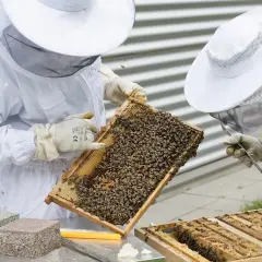 Pszczelarze w białych strojach badają ramkę z pszczołami. Zastanawiasz się, ile miodu produkuje jedna pszczoła?