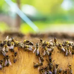 Rój pszczół na drewnianej powierzchni. Pszczoły pracują, szukając naturalnych słodkości, gdy zastanawiamy się, czym zastąpić syrop cukrowy.