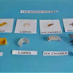 Cykl rozwoju pszczoły: jajko, biała larwa pszczoły, poczwarka i dorosła pszczoła.