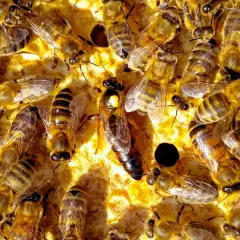 Rój pszczół pracowicie zbiera propolis. Zastanawiasz się, ile propolisu na 0.5 l spirytusu?