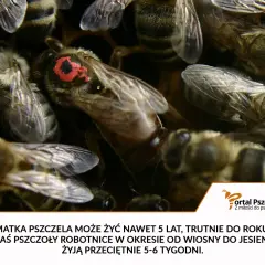 Matka pszczela żyje do 5 lat, trutnie do roku, a robotnice 5-6 tygodni.