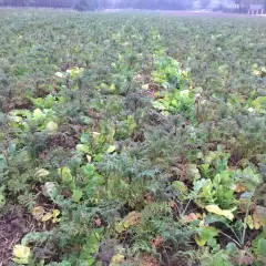 Pole obsadzone rzodkiewką oleistą, która jest cenną rośliną miododajną.