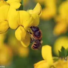 Pszczoła zbiera nektar z żółtego kwiatu komonicy zwyczajnej.