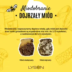 Ilustracja o produkcji miodu: ul, pszczoła, słoik z miodem. Porównanie miodu niedojrzałego i dojrzałego.