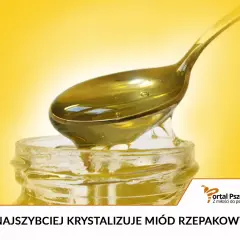 Łyżka z płynnym, złotym miodem rzepakowym kapie do słoika. Choć piękny, miód rzepakowy szkodliwy bywa dla pszczół.