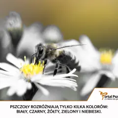 Pszczoła zbiera nektar z białego kwiatu. Widok z bliska, jakby pod mikroskopem, ukazuje jej futrzaste ciało i czułki.