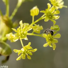 Pszczoła zbiera nektar z żółtych kwiatów klonu, kiedy kwitnie klon.