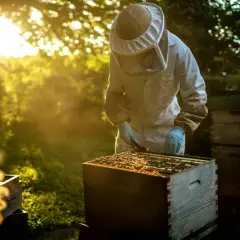 Pszczelarz w stroju ochronnym pracuje przy ulu. To pasieka, gdzie powstaje pyszny miód.
