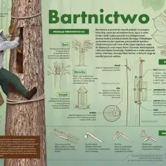 Bartnik pracuje przy barci dla pszczół, która jest wydrążonym w drzewie ulem.