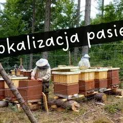 Ustawianie uli w lesie. Pasieka pod lasem, gdzie pszczelarze w strojach ochronnych pracują przy ulach.