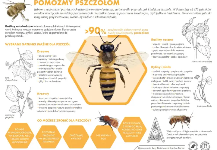 W Polsce żyje 470 gatunków pszczół. Dowiedz się, jak pomóc tym pożytecznym owadom, sadząc rośliny miododajne. 365 faktów o pszczołach czeka!