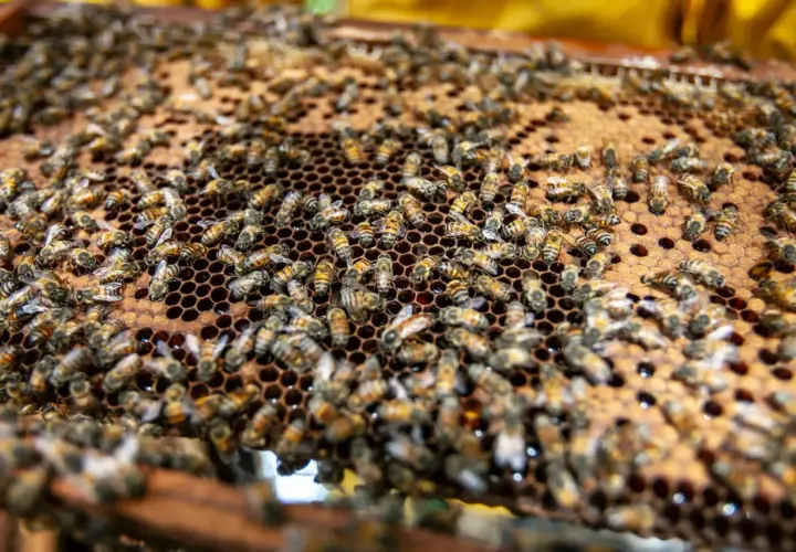 Rój pszczół pracowicie zbiera propolis w ulu, tworząc złocisty plaster miodu.