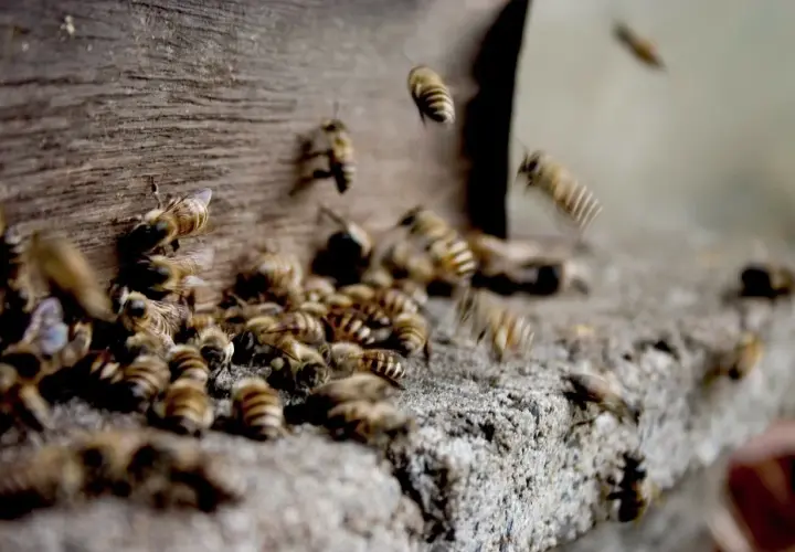 Rój pszczół przy ulu. Ich praca to cenny propolis na grzybicę, naturalny lek.