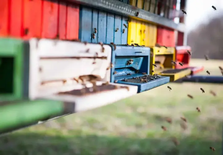 Kolorowe ule, pszczoły krążą wokół, jakby czytały poradnik pszczelarza.