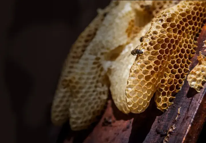 Plaster pszczeli na plastrach miodu. Dowiedz się, jak stosować propolis na zatoki, czerpiąc z natury.