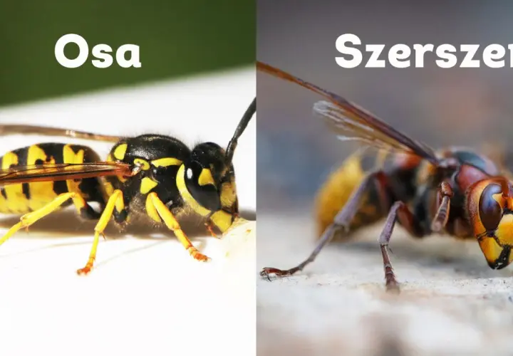 Osa i szerszeń – dwa owady, które często mylimy. Osa jest mniejsza i ma wyraźniejsze czarno-żółte pasy. Szerszeń jest większy, z brązowo-żółtym ubarwieniem.
