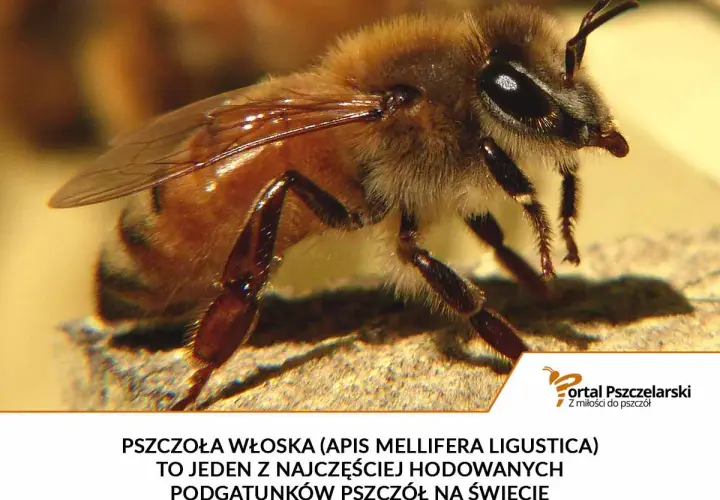 Pszczoła włoska, czyli Apis mellifera ligustica, to jeden z najpopularniejszych podgatunków pszczół na świecie.