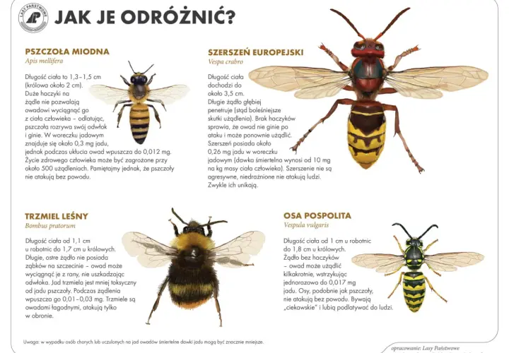 Trzmiel leśny, pszczoła miodna, szerszeń europejski i osa pospolita – porównanie owadów.