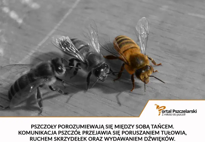 Trzy pszczoły na drewnianej powierzchni. Jedna, kolorowa, wykonuje taniec, pokazując, jak porozumiewają się pszczoły.