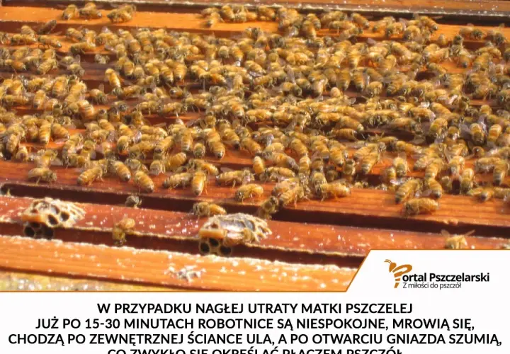 Rój pszczół na ramkach ula. Robotnice są niespokojne, gdy umiera królowa pszczół, co się dzieje w takich sytuacjach.