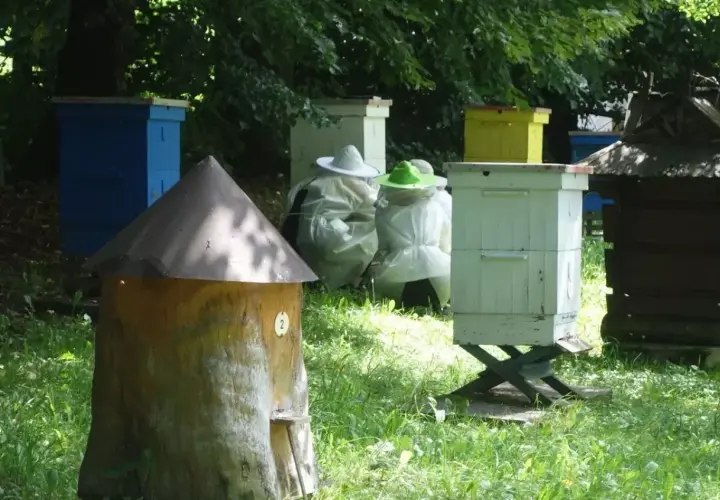 Pasieka z ulami i pszczelarzami w strojach ochronnych. Rozważasz sprzedaż miodu z własnej pasieki a podatek?