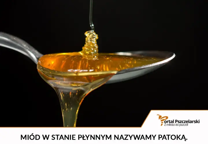 Płynny, złocisty, nieskrystalizowany miód naturalny spływa z łyżeczki. To patoka, słodki dar natury.