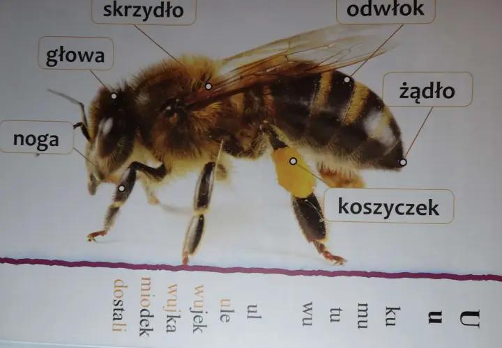 Szczegółowy rysunek pokazuje, jak wygląda pszczoła: jej głowa, skrzydła, nogi, odwłok i żądło. Na nodze widać koszyczek z pyłkiem.