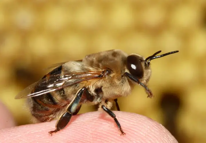 Apis mellifera, pszczoła miodna, siedzi na ludzkim palcu, jej czułki wyciągnięte w kierunku obiektywu.