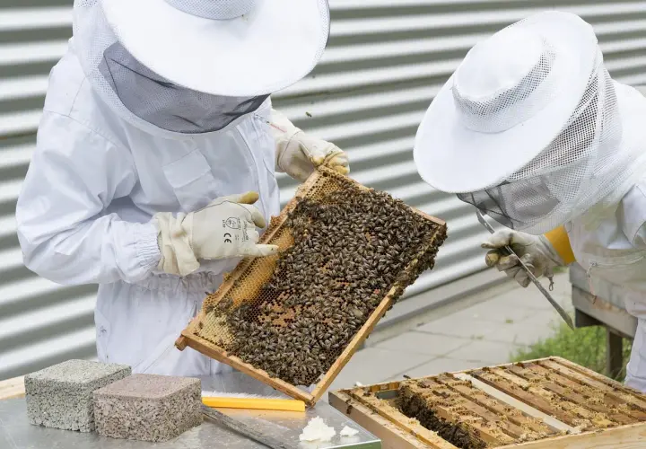 Pszczelarze w białych strojach badają ramkę z pszczołami. Zastanawiasz się, ile miodu produkuje jedna pszczoła?