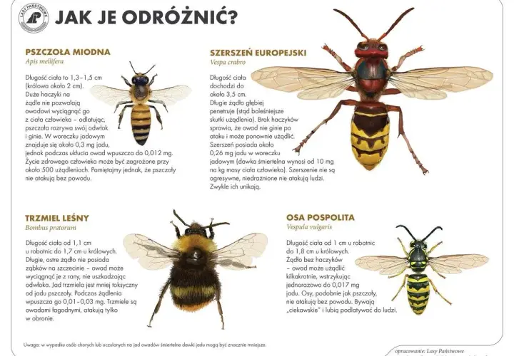Ilustracja porównuje pszczołę miodną, szerszenia europejskiego, trzmiela leśnego i osę pospolitą, pokazując ich wygląd i cechy, które pomagają odróżnić te owady, np. podczas wycieczki, gdzie może dojść do wyrojenia pszczół.
