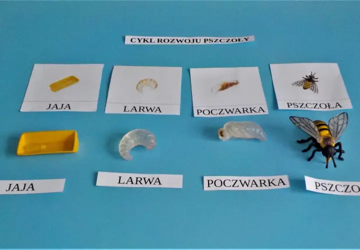 Cykl rozwoju pszczoły: jajko, biała larwa pszczoły, poczwarka i dorosła pszczoła.