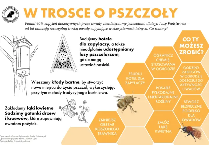W dzień pszczoły Lasy Państwowe budują hotele dla zapylaczy, tworzą łąki kwietne i wieszają kłody bartne. Ty też możesz pomóc!