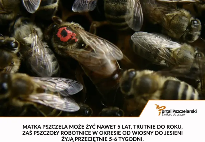 Matka pszczela żyje do 5 lat, trutnie do roku, a robotnice 5-6 tygodni.
