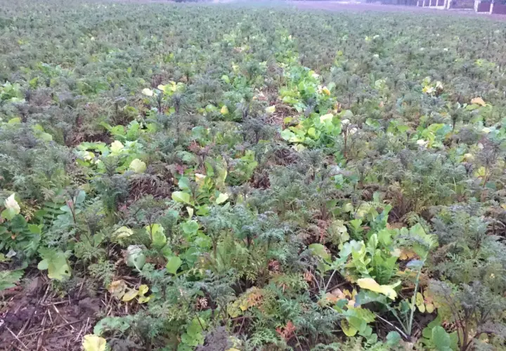 Pole obsadzone rzodkiewką oleistą, która jest cenną rośliną miododajną.