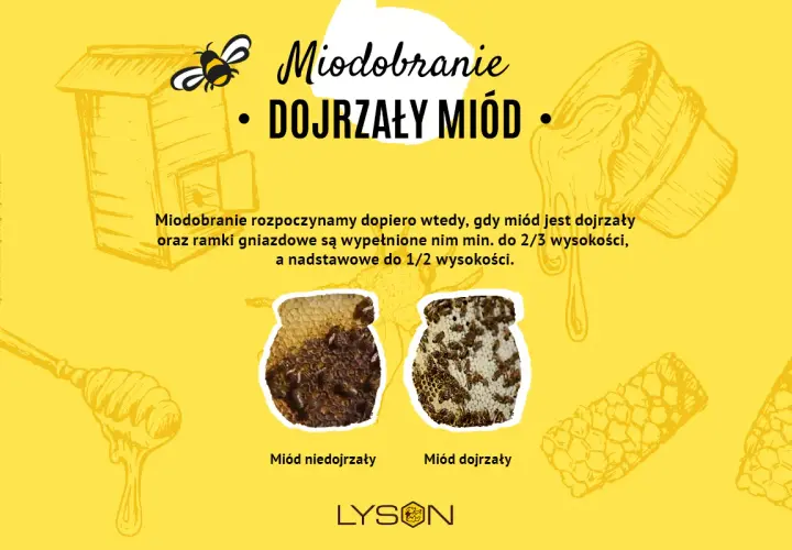 Ilustracja o produkcji miodu: ul, pszczoła, słoik z miodem. Porównanie miodu niedojrzałego i dojrzałego.