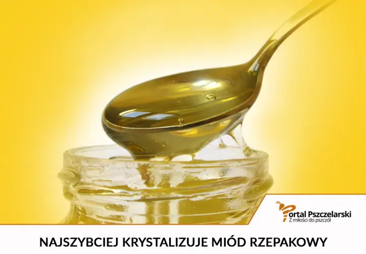 Łyżka z płynnym, złotym miodem rzepakowym kapie do słoika. Choć piękny, miód rzepakowy szkodliwy bywa dla pszczół.