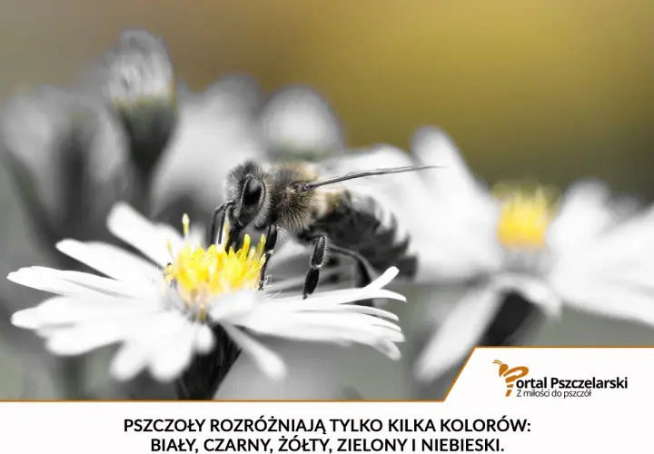 Pszczoła zbiera nektar z białego kwiatu. Widok z bliska, jakby pod mikroskopem, ukazuje jej futrzaste ciało i czułki.