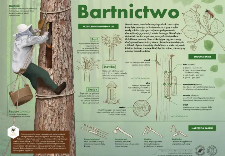 Bartnik pracuje przy barci dla pszczół, która jest wydrążonym w drzewie ulem.